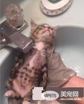 猫咪洗澡超哀怨 竟摆出一张生无可恋的脸