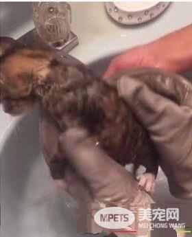 猫咪洗澡超哀怨 竟摆出一张生无可恋的脸