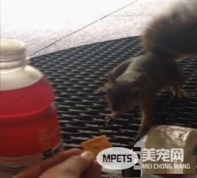 抢食不屑小饼干 小松鼠光速抢走巨型三明治