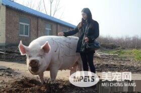 河南750公斤白猪王当牛骑 背着美女悠哉的觅食