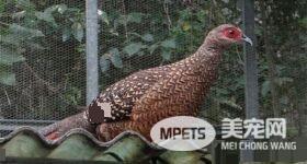 满山捕兽夹 蓝腹鹇惨遭断腿受伤的不止一只