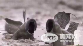 大弹涂鱼张嘴互吼超疗愈 吸引千万网友观看