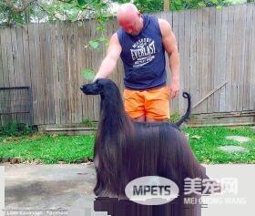 高冷“女王”狗一夜爆红 长长的毛发仪态万千