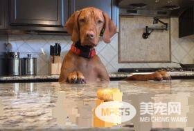 吃不到薯块的狗狗 一连串动作超级搞笑