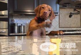 吃不到薯块的狗狗 一连串动作超级搞笑
