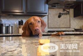 吃不到薯块的狗狗 一连串动作超级搞笑