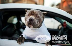 铲屎官为狗狗设计了紧身衣 一件解决狗狗掉毛问题