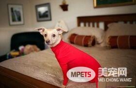 铲屎官为狗狗设计了紧身衣 一件解决狗狗掉毛问题