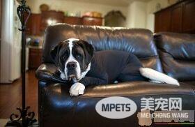 铲屎官为狗狗设计了紧身衣 一件解决狗狗掉毛问题