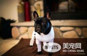 铲屎官为狗狗设计了紧身衣 一件解决狗狗掉毛问题