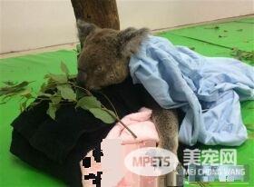 无尾熊派翠克 高龄19岁离世