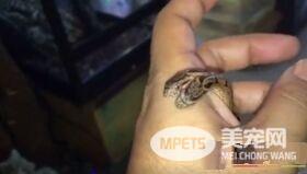罕见双头蛇现身日本 宠物店接手成镇店之宝
