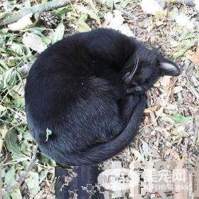 猫咪日日站岗守候 美国大兵终被它征服