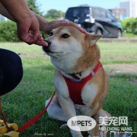 失去双肢不放弃 柴犬靠轮椅继续奔跑