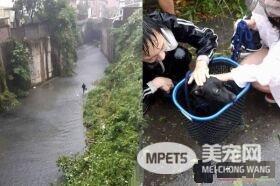 小黑狗暴雨中卡水沟 黑衣暖男洗衣篮捞上轻抚