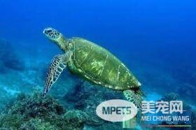 龙洞岸巡人员又发现枉死绿蠵龟