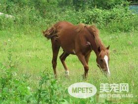 养马当宠物 农家子圆了梦