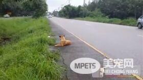 忠犬痴等主人1年 最后却惨死路边