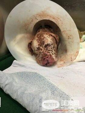 比特犬被蜜蜂螫成大花脸 抛弃在医院孤单疗伤