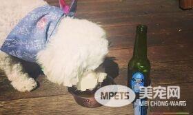 澳洲推出专为狗狗服务的快餐车