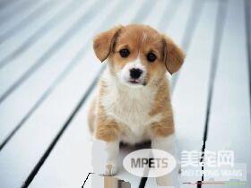 世界爱犬节颁金犬奖 奖金300万
