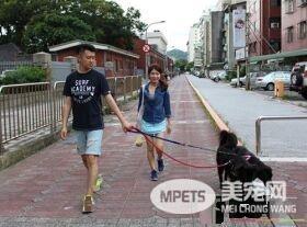 寄宿变落户 保育场公关犬喜获新家