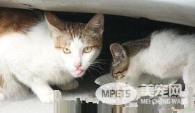 野猫携带致命病毒 流浪街头1年杀死24亿只鸟