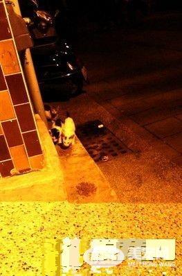 幼猫惨遭割喉横尸街头 伤心母猫迟迟不肯离去