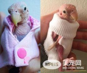 染鹦鹉喙羽毛病害全身无毛 暖心网友送毛衣