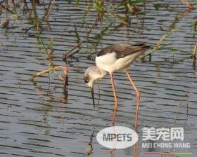冬候鸟高跷鸻桃园沿海报到 优雅觅食动作百看不厌