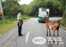 台东迷路山羊变路霸 主人现身才乖乖听话