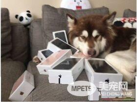 买8支iPhone7讨好爱犬 王思聪洒钞无极限