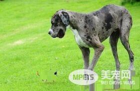 世界最高狗邂逅英国最小狗 毫无违和感