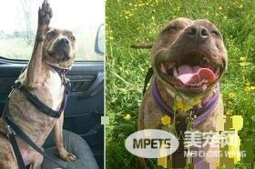 苦等6年 英最寂寞狗被领养
