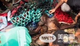 猩猩妈妈冒死从大火救出孩子 却遭到他们残惹对待