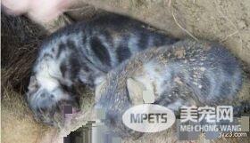 鬣狗受伤躲在坑里,女子克服恐惧帮助狗狗产崽