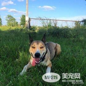 两只小狗狗赖在人家门口不走 最后它们成功被收养啦