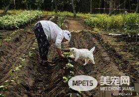 老奶奶和猫咪形影不离 但白猫因慢性肾衰竭而过世了