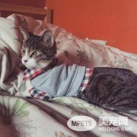 天冷了，还不给自家猫添件衣裳