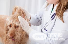 给宠物看病比给人看病还贵 正规宠物医院非常少