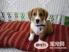 狗狗的串串合集 柯基的腿八哥的嘴