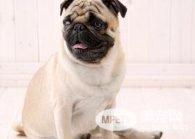 政府部门整治犬患引众多市民的争议不满