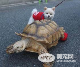 undefined{{pos:,w:,h:}}