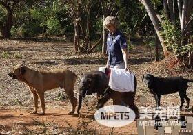 成为孤儿的小象获得人类的精心照料 与宠物狗成好友