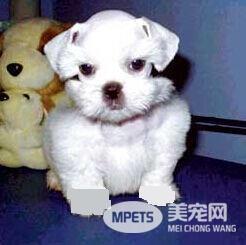 黑心狗贩京巴摇身一变成雪纳瑞 不明真相买主上当