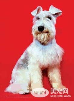 黑心狗贩京巴摇身一变成雪纳瑞 不明真相买主上当