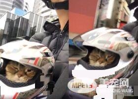 粗心爸爸忘记关上遮风罩 兜风猫肉脸被风吹成麻糬