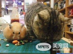 粗心爸爸忘记关上遮风罩 兜风猫肉脸被风吹成麻糬