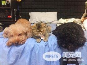 粗心爸爸忘记关上遮风罩 兜风猫肉脸被风吹成麻糬