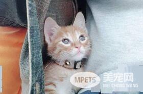霸王猫在家爆气顶嘴 外出躲进外套折手手泛泪